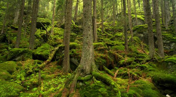 Bayerischer Wald