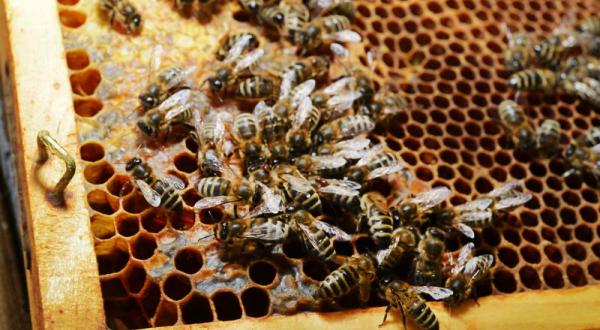 Bienenschutz ist wichtig