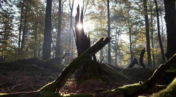 Totholz in einem Buchenwald im Spessart im Januar 2011