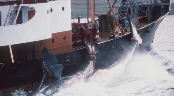 whaling ship Iceland