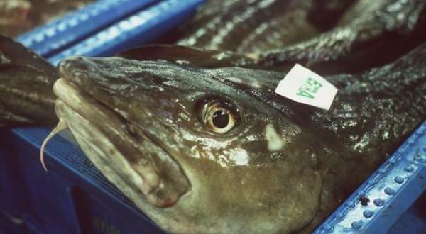 fish auction Denmark