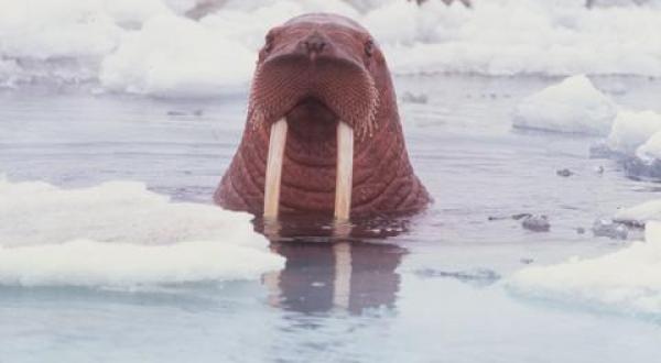 Walrus / Walross