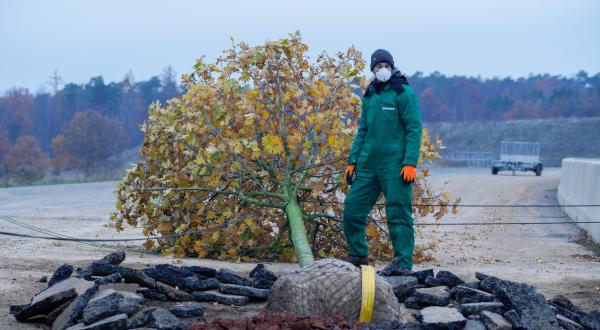 Ein Mann in Greenpeace Overall steht neben einer Eiche, um sie einzupflanzen.