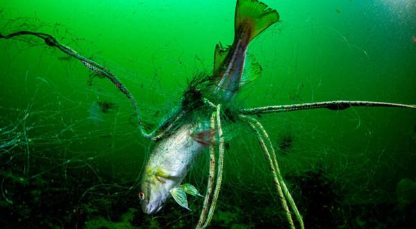 Toter Fisch gefangen in einem Fischereinetz