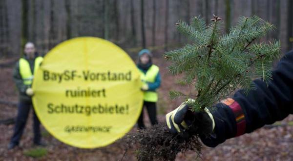 Greenpeace-Aktivisten ersetzen Douglasien durch Buchensetzlinge im April 2012