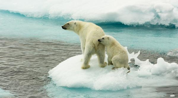 Eisbären auf Spitzbergen