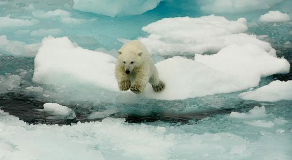 Eisbär im Sprung von Eisscholle zu Eisscholle, nördlich von Spitzbergen, August 2013