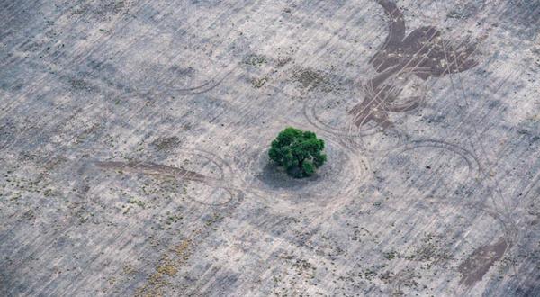 Entwaldete Fläche in Argentinien, in der Mitte steht ein Baum