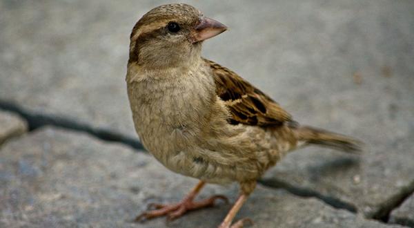 Ein junger Spatz in Nahaufnahme, wikipedia, cc Lucas-Weitzendorf