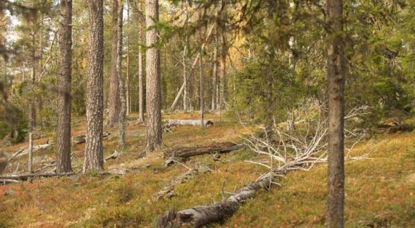 Päinopää-Urwald in Nordfinnland, Lappland. Oktober 2009