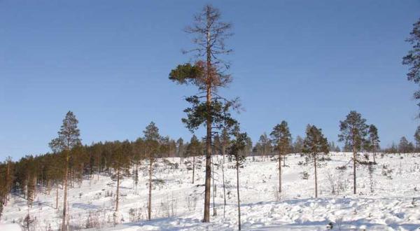 Urwald in Lappland, Gebiet Paadarskai, November 2005