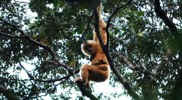 Gibbon (Langarmaffe) aus Hainan in China, November 2006