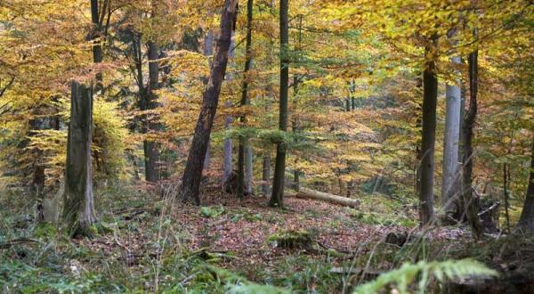 Buchen und Mischwald im Göttinger Stadtwald, Oktober 2012