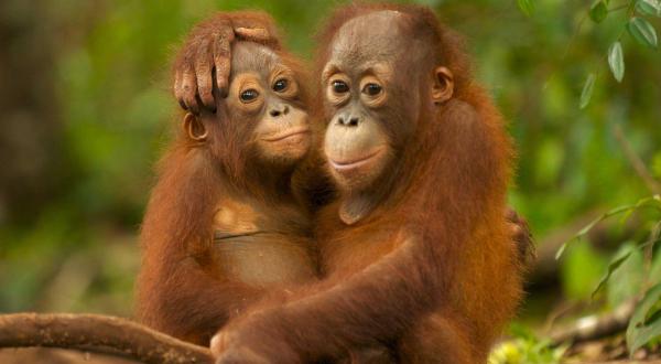 Orang-Utans im Regenwald