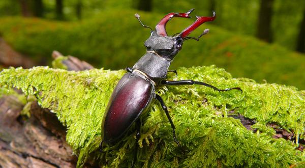 Hirschkäfer im Spessart