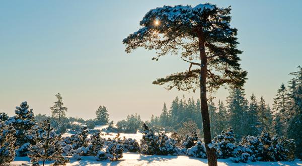 Schwarzwald im Schnee