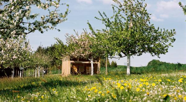 Obstwiese mit Bienenstock