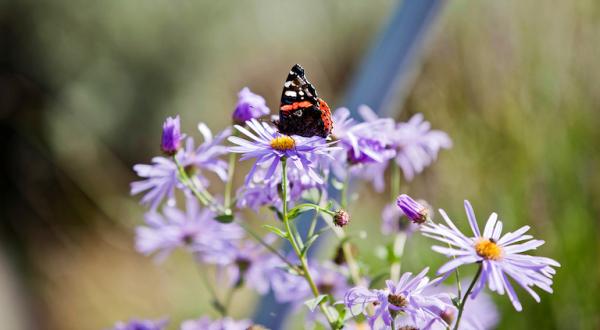 Schmetterling auf Blüte