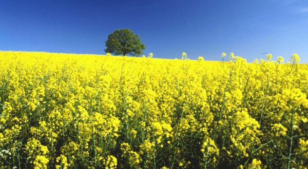 Feld mit blühenden Rapspflanzen