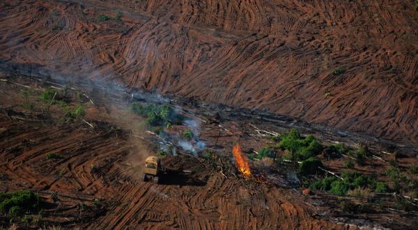 Waldzerstörung für Landwirtschaft