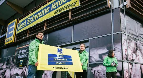 Aktivisten verwandeln einen Edeka-Markt optisch in einen konventionellen Schweinestall. Großflächig auf die Fenster geklebte Fotos zeigen Tiere in verdreckten, engen Ställen mit Spaltenböden.