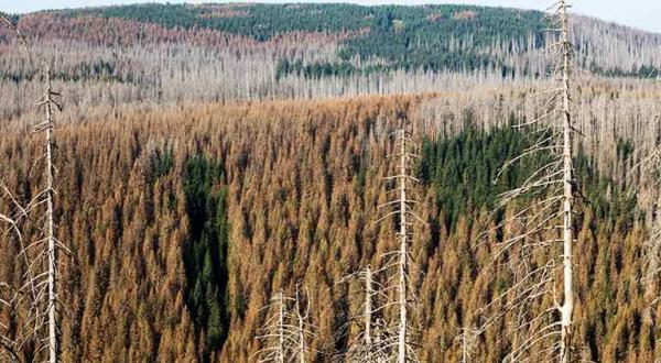 Waldsterben im Harz