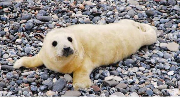 Kegelrobbe auf einer Düne bei Helgoland, Dezember 20009