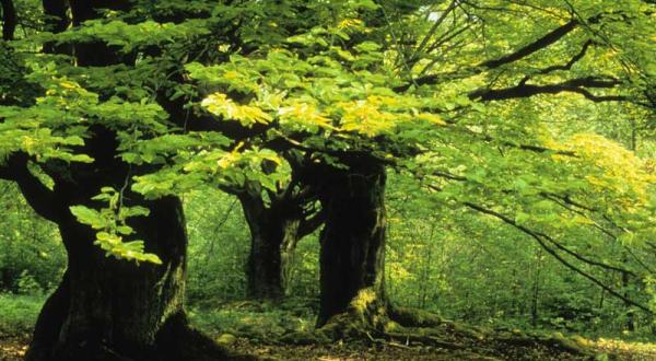 Buchen im Kellerwald. Juni 2000