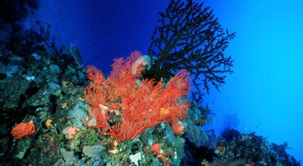 Korallen am Great Barrier Reef in Australien, August 1999