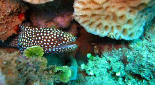 Ein Fisch zwischen einem Korallemriff bei Rapu Island im Pazifik. Juni 2015