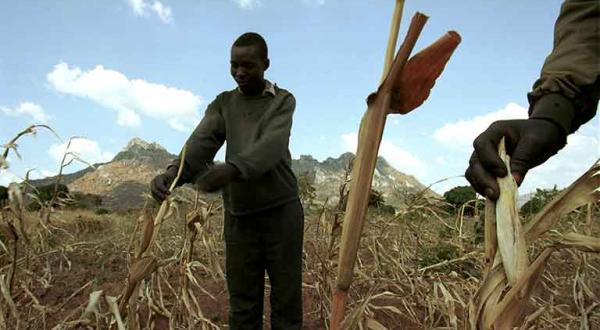 Farmer in Malawi zeigen ihre auf dem Acker vertrocknete Mais-Ernte, August 2002