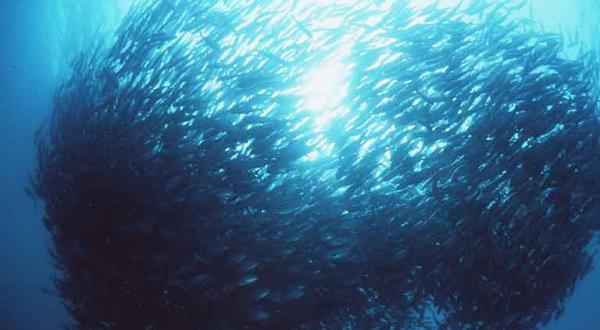 Ein Schwarm Fische im Mittelmeer, Juni 1992