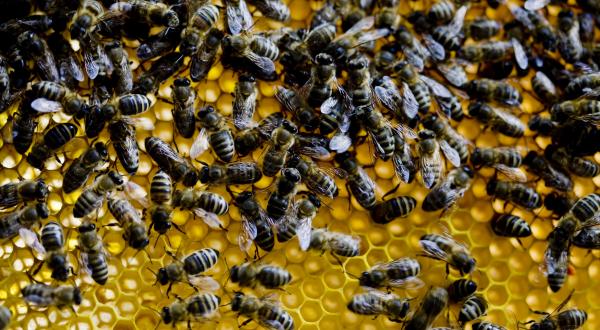 Bienen in einem Bienenstock, Juli 2008