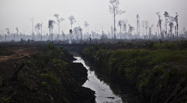 Brandrodung auf Konzession von Duta Palma in Indonesien, 2011