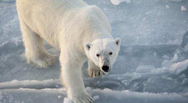 Ein Eisbär in der Aktis, Barentsee, September 2011