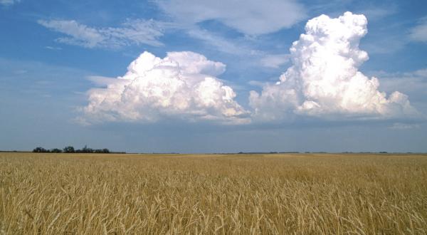 Weizenfeld - bis zum Horizont