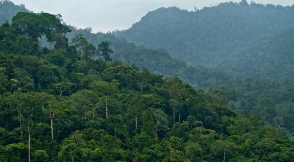 Meratus Gebirge/Süd-Kalimantan/Indonesien