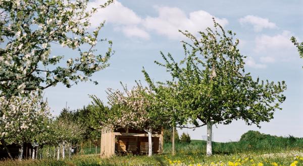 Streuobstwiese mit Bienen