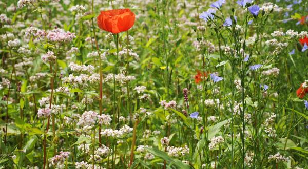 Bienenfreundlicher Ackerstreifen: Buchweizen, Mohn, Lein, Knöterich, Juni 2013