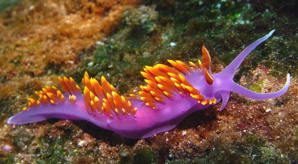 Nacktschnecke im Golf von Kalifornien