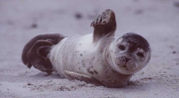 Wattenmeer-Seehund liegt am Nordseestrand. August 1998