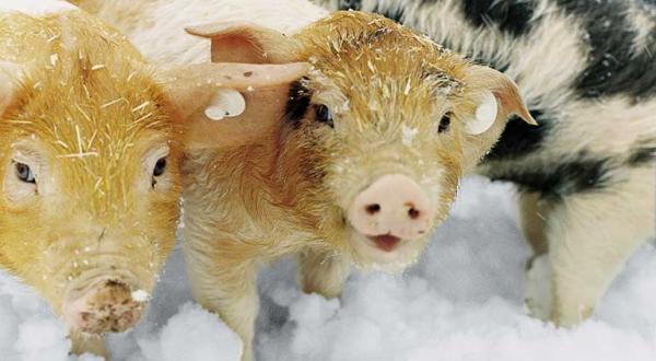 Das Rotbunte Husumer Schwein - drei Ferkel im Schnee