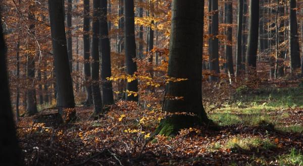 Wald im Solling