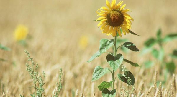 Sonnenblume auf einem Acker.