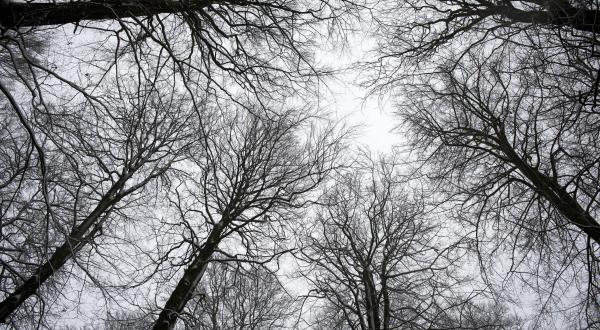 Blick in die Baumkronen im Rheinhardswald in Hessen, Februar 2013