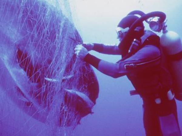 sunfish caught in driftnet