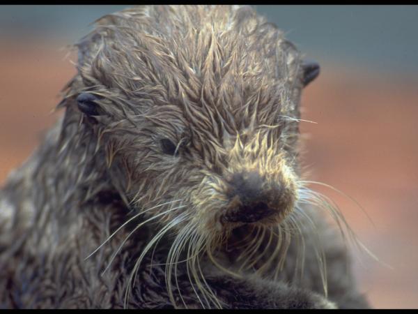 Sea Otter at Rehabilitation Centre