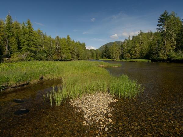 Ein Flussdelta im Great Bear Rainforest (British Columbia, Kanada).