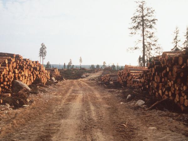 Holz in der Nähe der russisch-finnischen Grenze.