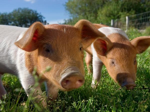 Ferkel im Tierpark Arche Warder